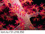 Close-up of soft coral with polyps extended. VW Pics/Stocktrek Images/TASS. Стоковое фото, агентство ТАСС / Фотобанк Лори
