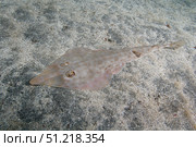 Brown guitarfish (Rhinobatos schlegelii) resting on sandy seabed, Japan. VW Pics/Stocktrek Images/TASS. Стоковое фото, агентство ТАСС / Фотобанк Лори