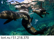 California sea lions playing at surface near La Paz, Baja California Sur. VW Pics/Stocktrek Images/TASS. Стоковое фото, агентство ТАСС / Фотобанк Лори