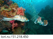 Pharaoh cuttlefish mating behavior at Richelieu Rock, Thailand. VW Pics/Stocktrek Images/TASS. Стоковое фото, агентство ТАСС / Фотобанк Лори