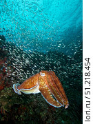 Pharao cuttlefish on a healthy reef at Richelieu Rock, Thailand. VW Pics/Stocktrek Images/TASS. Стоковое фото, агентство ТАСС / Фотобанк Лори