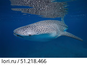 A whale shark in the shallow blue waters of the Bohol Sea, Philippines. VW Pics/Stocktrek Images/TASS. Стоковое фото, агентство ТАСС / Фотобанк Лори