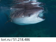 A whale shark feeding close to the surface of the Bohol Sea in the Philippines. VW Pics/Stocktrek Images/TASS. Стоковое фото, агентство ТАСС / Фотобанк Лори