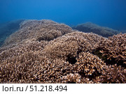 Healthy staghorn corals in Baler, Philippines. VW Pics/Stocktrek Images/TASS. Стоковое фото, агентство ТАСС / Фотобанк Лори
