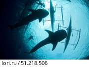 Whale sharks feeding beneath fishing boats in Oslob, Philippines. VW Pics/Stocktrek Images/TASS. Стоковое фото, агентство ТАСС / Фотобанк Лори