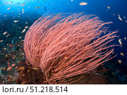 Anthias fish hover over bright red sea whips. VW Pics/Stocktrek Images/TASS. Стоковое фото, агентство ТАСС / Фотобанк Лори