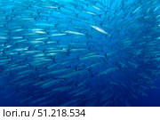 Schooling chevron barracuda, Indonesia. VW Pics/Stocktrek Images/TASS. Стоковое фото, агентство ТАСС / Фотобанк Лори