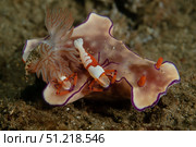Two emperor shrimp catch a ride on a Ceratasoma nudibranch. VW Pics/Stocktrek Images/TASS. Стоковое фото, агентство ТАСС / Фотобанк Лори