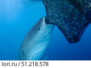 A whale shark sucks on a net full of fish in Cenderawasih Bay, Indonesia. VW Pics/Stocktrek Images/TASS. Стоковое фото, агентство ТАСС / Фотобанк Лори