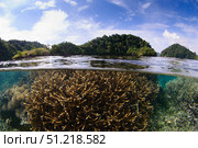 Split photo of branching staghorn corals and islands in the background. VW Pics/Stocktrek Images/TASS. Стоковое фото, агентство ТАСС / Фотобанк Лори