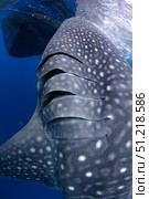 A whale shark feeds at the surface under a bagan fishing boat. VW Pics/Stocktrek Images/TASS. Стоковое фото, агентство ТАСС / Фотобанк Лори