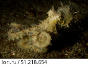 Algae octopus, Lembeh Strait, North Sulawesi, Indonesia. VW Pics/Stocktrek Images/TASS. Стоковое фото, агентство ТАСС / Фотобанк Лори
