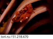 A pair of mating four lobed porcelain crabs in a sea pen. VW Pics/Stocktrek Images/TASS. Стоковое фото, агентство ТАСС / Фотобанк Лори