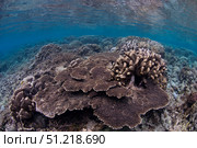 A hard coral reef with a variety of corals in North Sulawesi, Indonesia. VW Pics/Stocktrek Images/TASS. Стоковое фото, агентство ТАСС / Фотобанк Лори