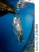 Whale shark feeding under a fishing platform in Cenderawasih Bay, Indonesia. VW Pics/Stocktrek Images/TASS. Стоковое фото, агентство ТАСС / Фотобанк Лори
