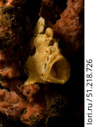Painted frogfish, North Sulawesi, Indonesia. VW Pics/Stocktrek Images/TASS. Стоковое фото, агентство ТАСС / Фотобанк Лори