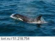 An orca or killer whale (Orcinus orca), Sea of Cortez, Mexico. VW Pics/Stocktrek Images/TASS. Стоковое фото, агентство ТАСС / Фотобанк Лори