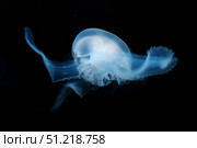 Moon jellyfish (Aurelia aurita). VW Pics/Stocktrek Images/TASS. Стоковое фото, агентство ТАСС / Фотобанк Лори