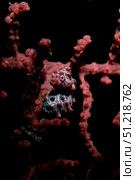 Portrait of a pygmy seahorse. VW Pics/Stocktrek Images/TASS. Стоковое фото, агентство ТАСС / Фотобанк Лори