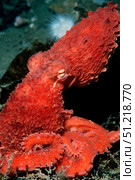 Ruby octopus, Alaska, Pacific Ocean. VW Pics/Stocktrek Images/TASS. Стоковое фото, агентство ТАСС / Фотобанк Лори
