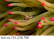 Spotted cleaner shrimp, Caribbean, Atlantic Ocean. VW Pics/Stocktrek Images/TASS. Стоковое фото, агентство ТАСС / Фотобанк Лори