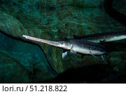 Longnose gar (Lepisosteus osseus). VW Pics/Stocktrek Images/TASS. Стоковое фото, агентство ТАСС / Фотобанк Лори