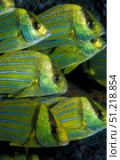 Panamic porkfish (Anisotremus taeniatus), Sea of Cortez, Mexico. VW Pics/Stocktrek Images/TASS. Стоковое фото, агентство ТАСС / Фотобанк Лори