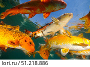 Koi freshwater carp raised in ponds. VW Pics/Stocktrek Images/TASS. Стоковое фото, агентство ТАСС / Фотобанк Лори