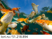 Koi freshwater carp raised in ponds. VW Pics/Stocktrek Images/TASS. Стоковое фото, агентство ТАСС / Фотобанк Лори