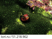 Barnacle blenny, Fiji, Pacific Ocean. VW Pics/Stocktrek Images/TASS. Стоковое фото, агентство ТАСС / Фотобанк Лори