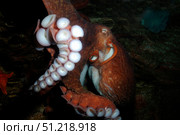 Giant Pacific octopus (Enteroctopus dofleini). VW Pics/Stocktrek Images/TASS. Стоковое фото, агентство ТАСС / Фотобанк Лори