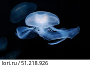 Moon jellyfish (Aurelia aurita). VW Pics/Stocktrek Images/TASS. Стоковое фото, агентство ТАСС / Фотобанк Лори