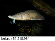 Lake sturgeon, (Acipenser fulvescens). VW Pics/Stocktrek Images/TASS. Стоковое фото, агентство ТАСС / Фотобанк Лори