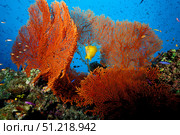 Golden damselfish in a tropical coral reef, Fiji, Pacific Ocean. VW Pics/Stocktrek Images/TASS. Стоковое фото, агентство ТАСС / Фотобанк Лори