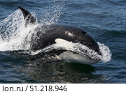 A transient killer whale leaping forward at high speed in Monterey Bay, California. VW Pics/Stocktrek Images/TASS. Стоковое фото, агентство ТАСС / Фотобанк Лори