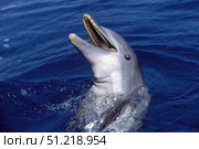 Bottlenose dolphin, Roatan, Bay Islands, Honduras. VW Pics/Stocktrek Images/TASS. Стоковое фото, агентство ТАСС / Фотобанк Лори
