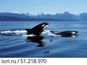 Killer whales breaching in Icy Strait, Southeast Alaska. VW Pics/Stocktrek Images/TASS. Стоковое фото, агентство ТАСС / Фотобанк Лори