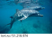 Bottlenose dolphin in the Caribbean, off Roatan Island, Honduras. VW Pics/Stocktrek Images/TASS. Стоковое фото, агентство ТАСС / Фотобанк Лори