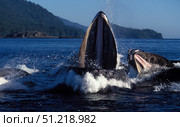 A group of humpback whale feeding from a bubble net in Southeast Alaska. VW Pics/Stocktrek Images/TASS. Стоковое фото, агентство ТАСС / Фотобанк Лори