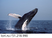 Humpback whale breaching, Gulf of Maine, Alantic Ocean. VW Pics/Stocktrek Images/TASS. Стоковое фото, агентство ТАСС / Фотобанк Лори