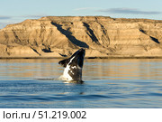 A southern right whale calf breaching the waters off Argentina. VW Pics/Stocktrek Images/TASS. Стоковое фото, агентство ТАСС / Фотобанк Лори