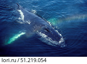 Humpback whale resting in the Gulf of Maine, Atlantic Ocean. VW Pics/Stocktrek Images/TASS. Стоковое фото, агентство ТАСС / Фотобанк Лори