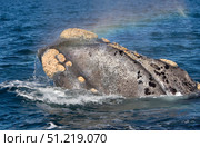 Head of a southern right whale showing line of the mouth and callosities. VW Pics/Stocktrek Images/TASS. Стоковое фото, агентство ТАСС / Фотобанк Лори