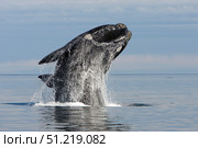 An adult southern right whale breaching the waters off Argentina. VW Pics/Stocktrek Images/TASS. Стоковое фото, агентство ТАСС / Фотобанк Лори