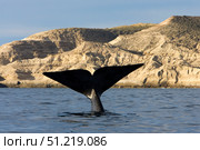 The tail of a southern right whale above the waters off Argentina. VW Pics/Stocktrek Images/TASS. Стоковое фото, агентство ТАСС / Фотобанк Лори