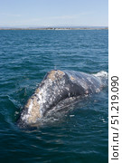 An adult California gray whale in San Ignacio Lagoon, Baja California Sur, Mexico. VW Pics/Stocktrek Images/TASS. Стоковое фото, агентство ТАСС / Фотобанк Лори