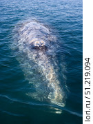An adult California gray whale in San Ignacio Lagoon, Baja California Sur, Mexico. VW Pics/Stocktrek Images/TASS. Стоковое фото, агентство ТАСС / Фотобанк Лори