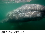 Underwater photo of a calif gray whale, San Ignacio Lagoon, Baja California, Mexico. VW Pics/Stocktrek Images/TASS. Стоковое фото, агентство ТАСС / Фотобанк Лори