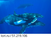 A humpback whale mother and calf. VW Pics/Stocktrek Images/TASS. Стоковое фото, агентство ТАСС / Фотобанк Лори
