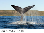 A southern right whale raises its tail above the surface of the sea, Argentina. VW Pics/Stocktrek Images/TASS. Стоковое фото, агентство ТАСС / Фотобанк Лори